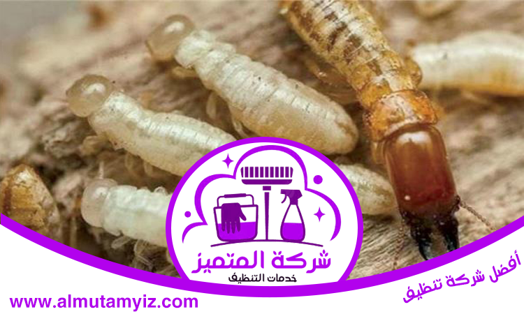 شركة مكافحة الرمة في عجمان