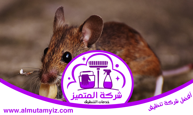 شركة مكافحة الفئران في دبي