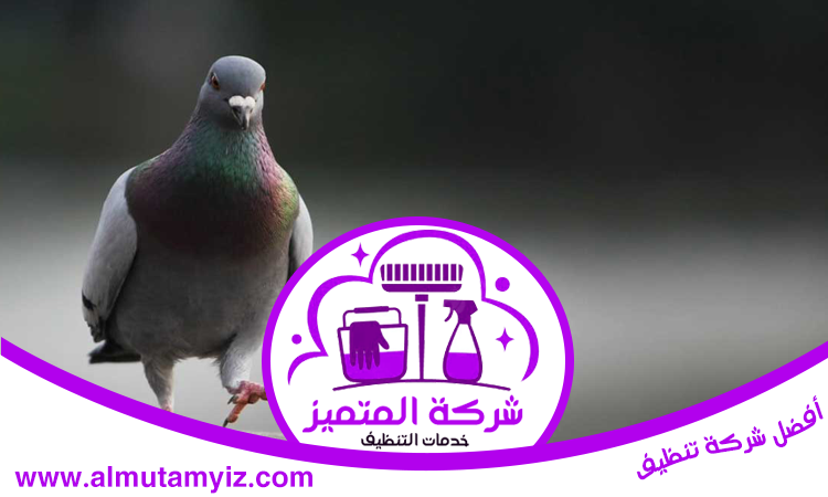 مكافحة الحمام في أبوظبي