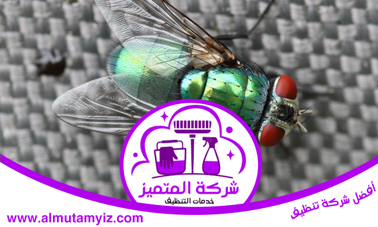 مكافحة الذباب في الشارقة