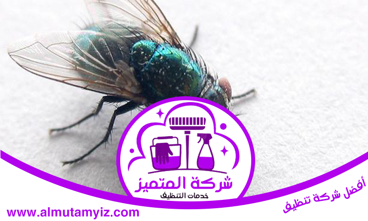 شركة مكافحة حشرات في الشارقة 