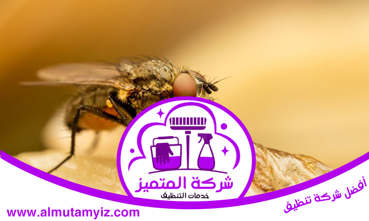 مكافحة الذباب في الشارقة