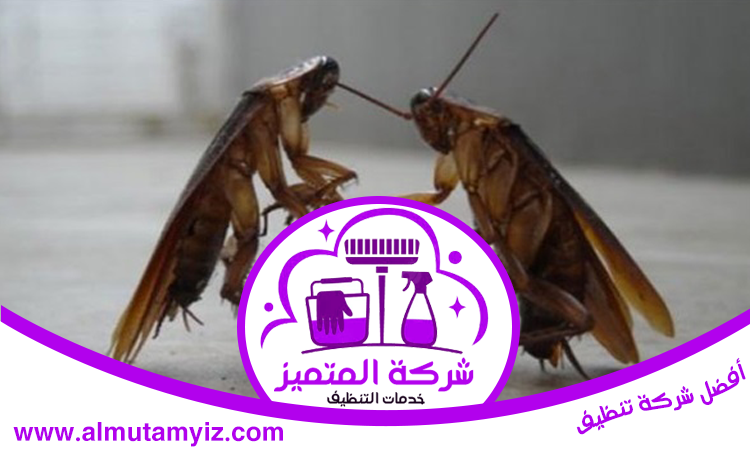 مكافحة الصراصير في ام القيوين
