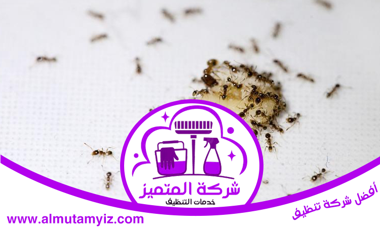 مكافحة النمل في راس الخيمة
