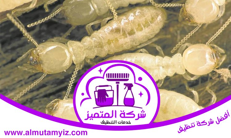 مكافحة النمل في ام القيوين 4 مكافحة النمل في ام القيوين