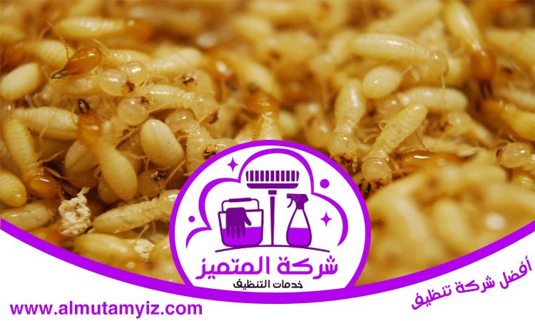 شركة مكافحة النمل