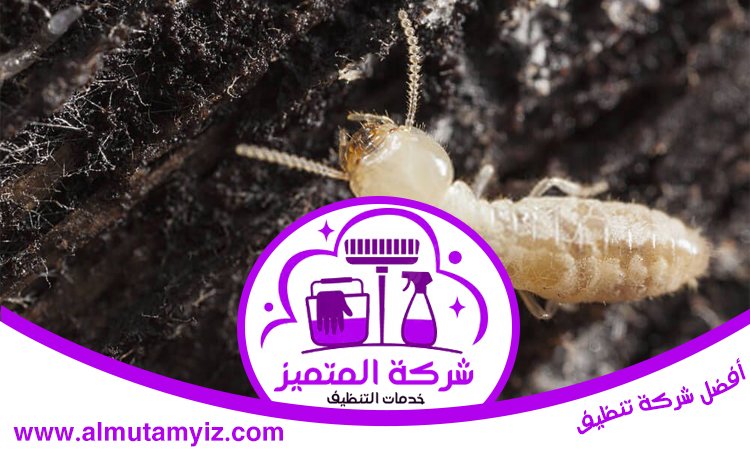 شركة مكافحة النمل