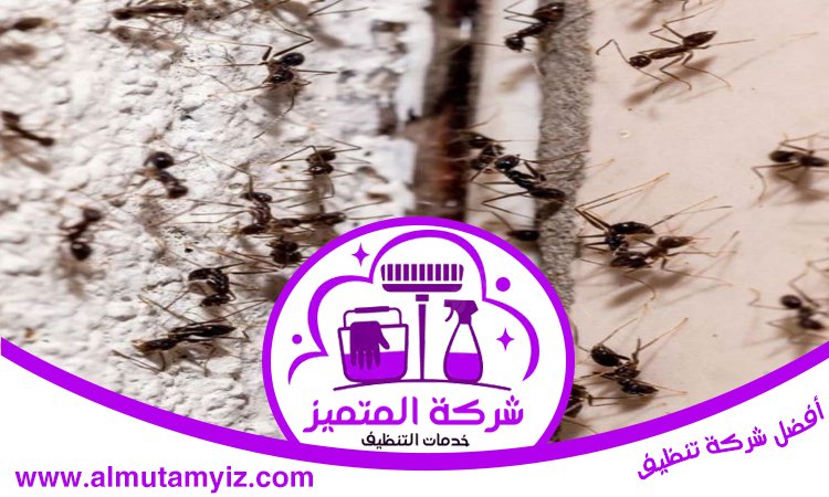 شركة مكافحة النمل في العين 5 شركة مكافحة النمل في العين