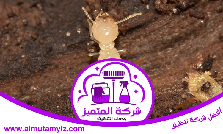 مكافحة النمل في راس الخيمة 4 مكافحة النمل في راس الخيمة