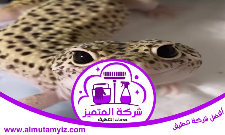 مكافحة الطيطار في رأس الخيمة 5 مكافحة الطيطار في رأس الخيمة