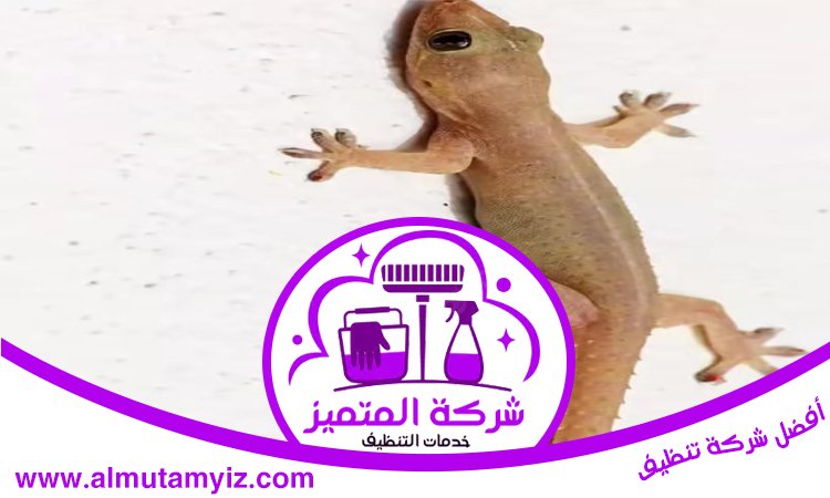 مكافحة الطيطار في رأس الخيمة 4 مكافحة الطيطار في رأس الخيمة