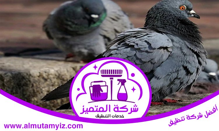 شركة مكافحة الحمام دبي 3 شركة مكافحة الحمام دبي