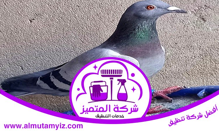 شركة مكافحة الحمام دبي 2 شركة مكافحة الحمام