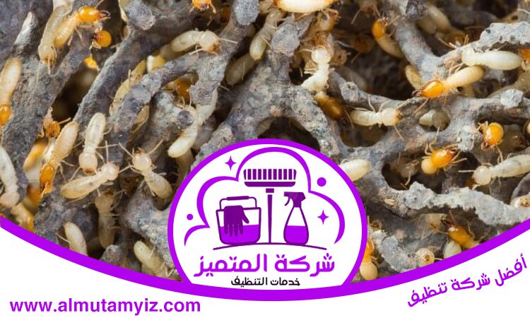 شركة مكافحة الرمة في ام القيوين 3 شركة مكافحة الرمة في ام القيوين