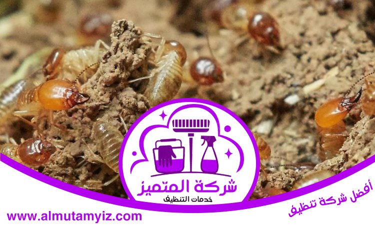 مكافحة الرمة في رأس الخيمة 4 مكافحة الرمة في رأس الخيمة