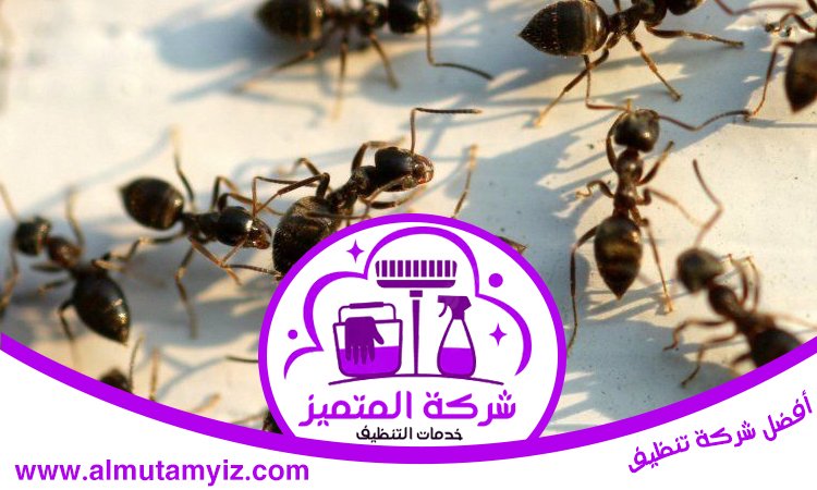أفضل شركة مكافحة حشرات 4 أفضل شركة مكافحة حشرات