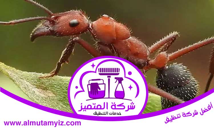شركة مكافحة الرمة في كلباء