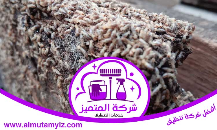 شركة مكافحة الرمة في كلباء