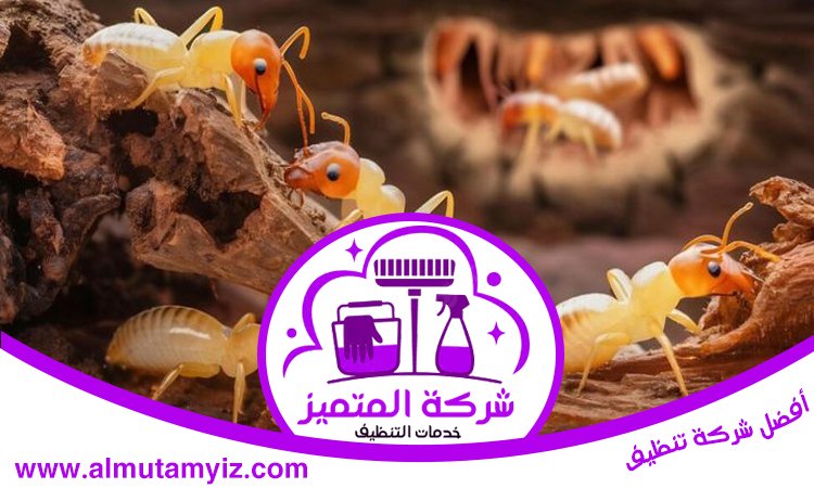 شركة مكافحة الرمة في ام القيوين 5 شركة مكافحة الرمة في ام القيوين