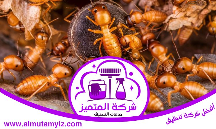 شركة مكافحة الرمة في ام القيوين 4 شركة مكافحة الرمة في ام القيوين