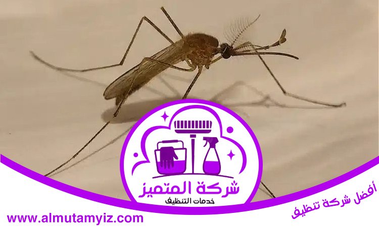 مكافحة الناموس في دبي 2 مكافحة الناموس في دبي