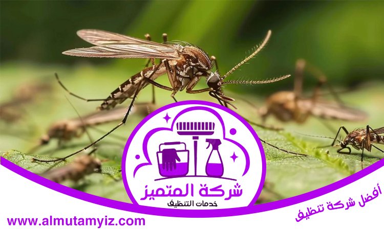 مكافحة الناموس في دبي 4 مكافحة الناموس في دبي