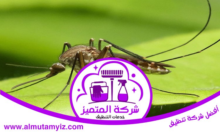 مكافحة الناموس في دبي 5 مكافحة الناموس في دبي