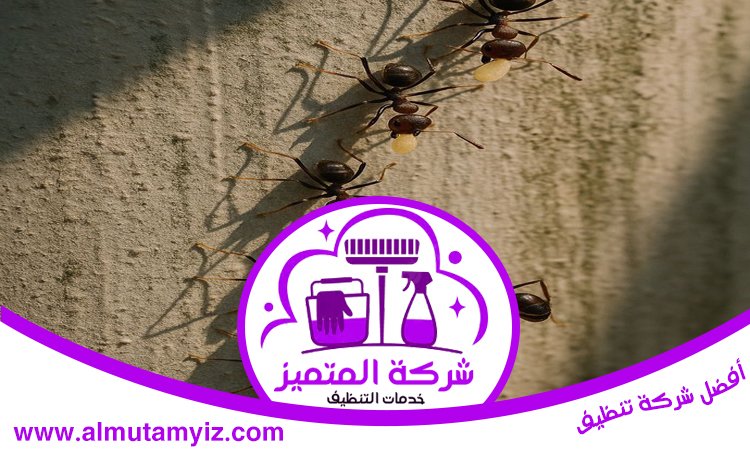 شركة مكافحة النمل في الفجيرة 2 شركة مكافحة النمل في الفجيرة