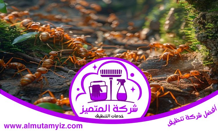 شركة مكافحة النمل في الفجيرة 3 شركة مكافحة النمل في الفجيرة