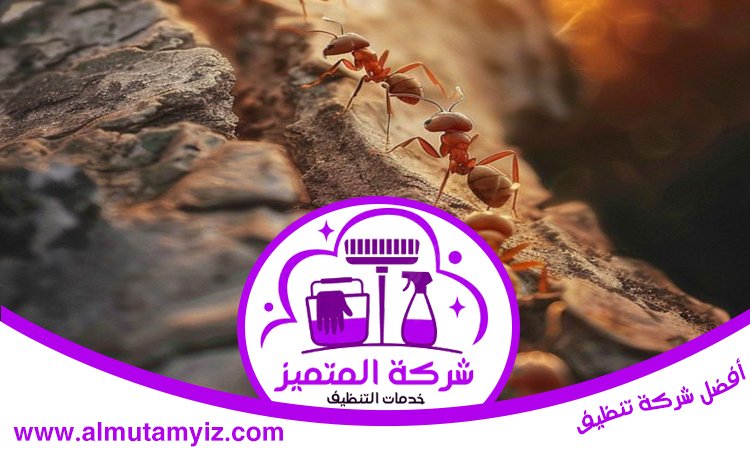 شركة مكافحة النمل في الفجيرة 4 شركة مكافحة النمل في الفجيرة