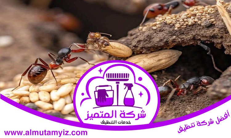 شركة مكافحة النمل في الفجيرة 5 شركة مكافحة النمل في الفجيرة