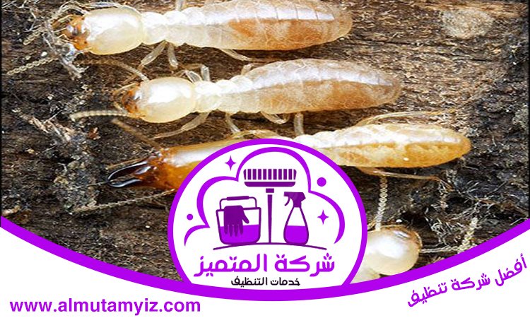 شركة مكافحة الرمة في القرائن 5 شركة مكافحة الرمة في القرائن