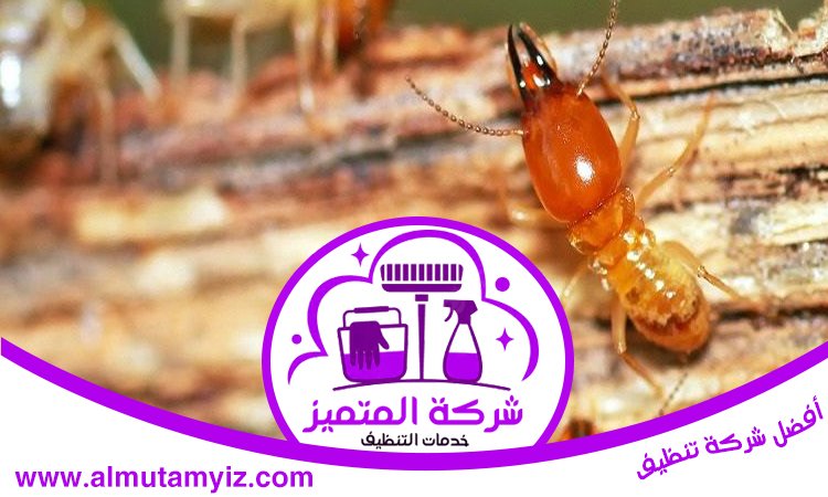 شركة مكافحة الرمة في النوف 5 شركة مكافحة الرمة في النوف