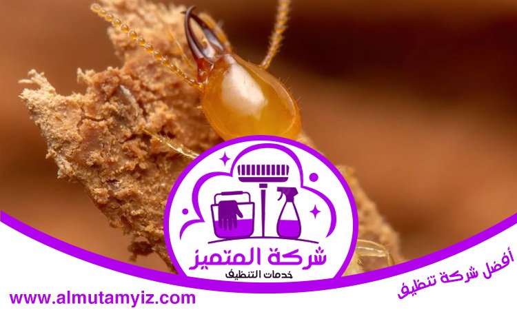 شركة مكافحة الرمة في النوف 4 شركة مكافحة الرمة في النوف