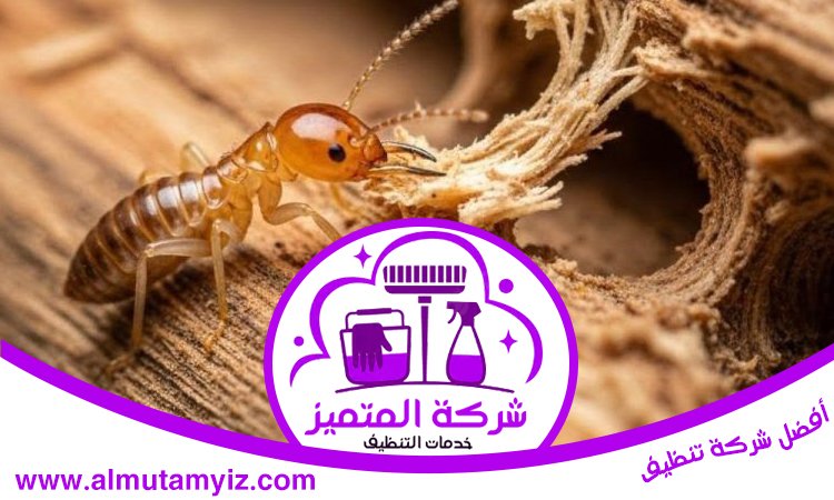 شركة مكافحة الرمة في النوف 3 شركة مكافحة الرمة في النوف