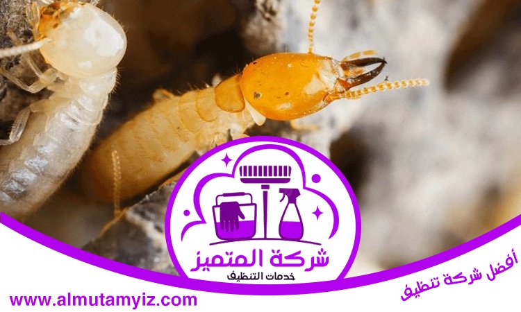 شركة مكافحة الرمة في الجرينة 4 شركة مكافحة الرمة في الجرينة