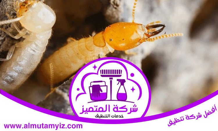 مكافحة حشرات في راس الخيمة 5 مكافحة حشرات في راس الخيمة